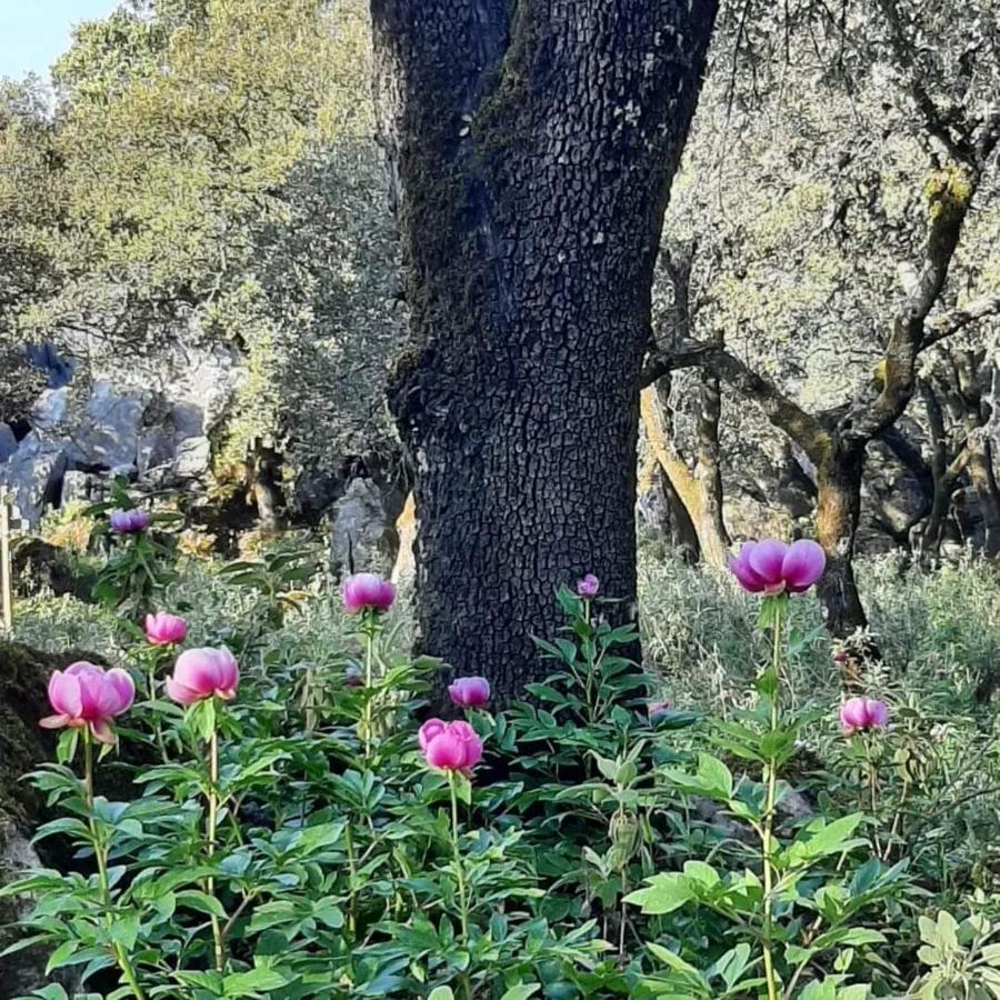 Casa Rural Sierras De Gaucín Εξωτερικό φωτογραφία